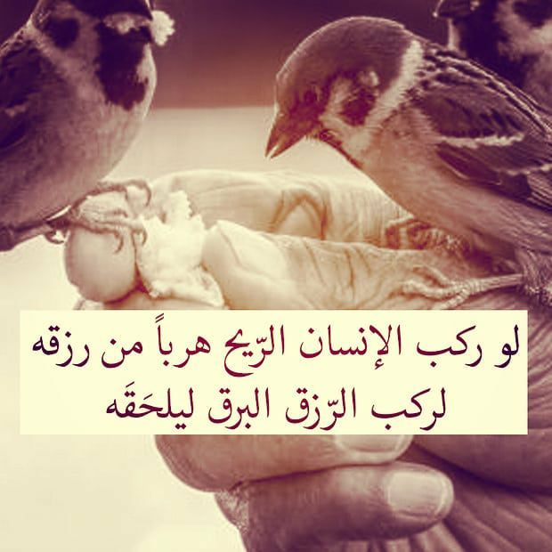 مسجات حكم وأمثال