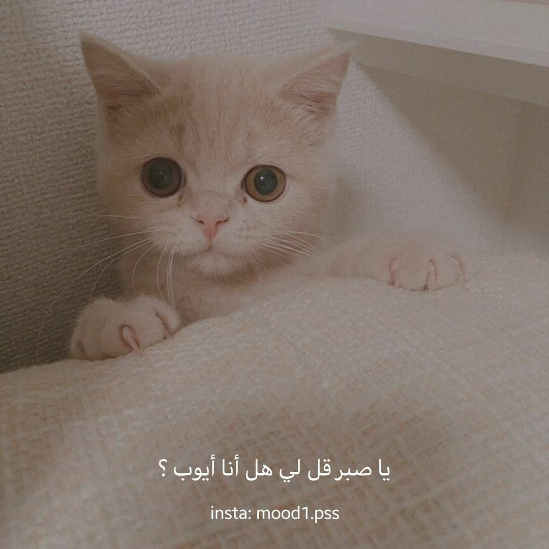 مسجات متنوعة