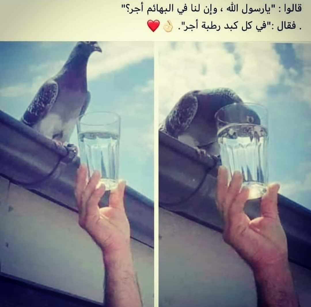 مسجات عام
